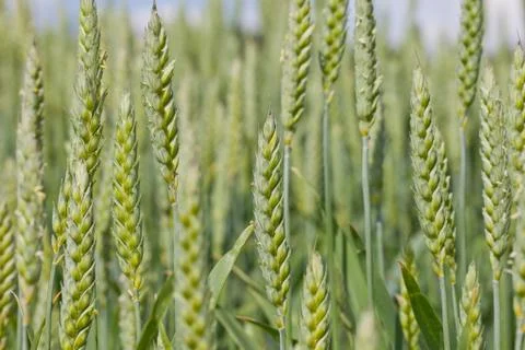 Closeup of wheat Stock Photos