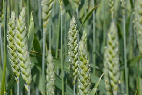 Closeup of wheat Stock Photos