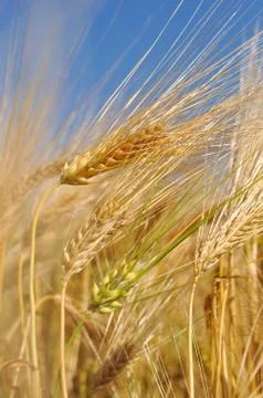 Closeup on wheat Stock Photos