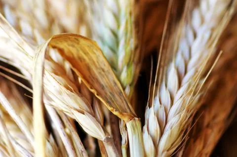 Closeup of wheat spikes background Stock Photos