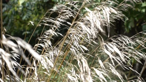 Closeup Of Wheat Swaying In Wind Vídeos de archivo 94502049