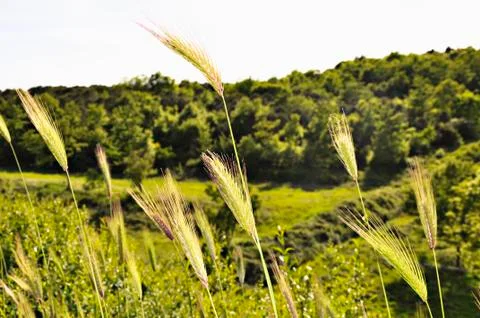 Closeup of wheat on trees background Stock Photos