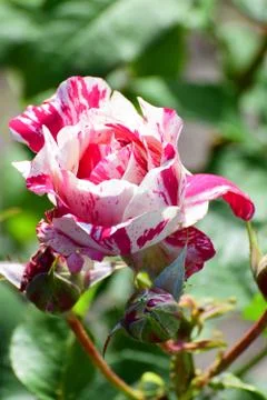 Closeup of white and red spring rose flower Stock Photos