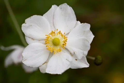 Closeup of an white anemone Stock Photos