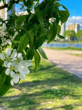Closeup of white apple tree blossoms with green leaves against a blurred ba.. Stock Photos