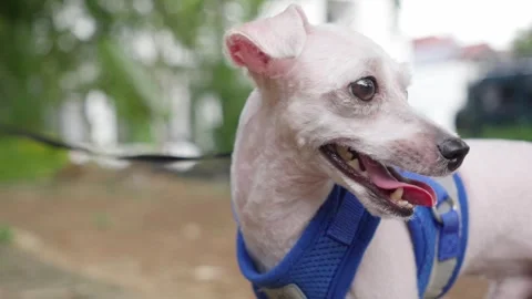 Closeup Of White Bald Toy Poodle In Dog Body Harness Outdoor