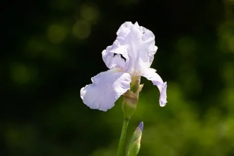 Closeup of white Bearded iris, Iris Barbata Stock Photos