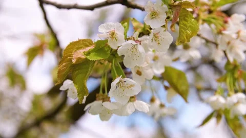 Closeup of white blossoms of fruit tree Stock Footage 230075060