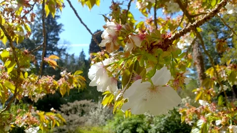 A closeup of White Blossoms moving in the wind. 库存影片 153539155