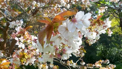 Closeup of white blossoms waving in the wind. 库存影片 153543124