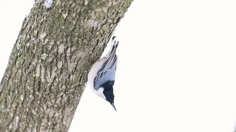 Closeup of white-breasted nuthatch bird on tree trunk winter snow falling Stock Footage 98616586