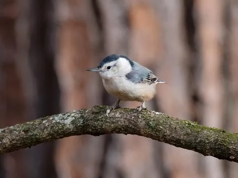 Closeup of White-breasted nuthatch bird Stock-Fotos