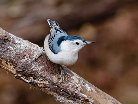 Closeup of White-breasted nuthatch 写真素材