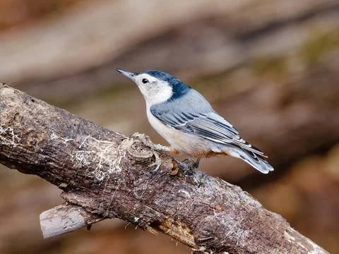 Closeup of White-breasted nuthatch Stockfoto's