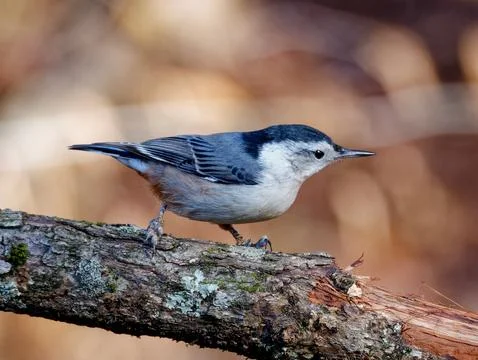Closeup of White-breasted nuthatch Фото