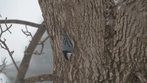 Closeup of a White-breasted Nuthatch picking out insects on a tree trunk. Video stock 298675289
