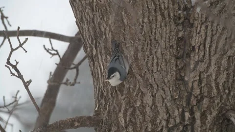 Closeup of  a White-breasted Nuthatch picking out insects on a tree trunk. 库存影片 298675527