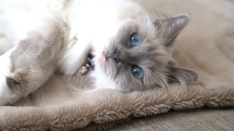 Closeup of white cat cleaning itself, sacred Birman Stock Footage 74193832