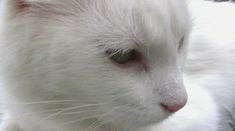 Closeup of White Cats Face Stockbeeldmateriaal 264105