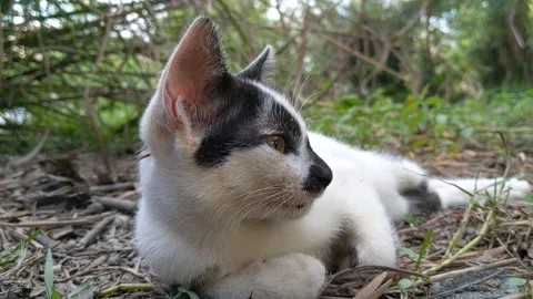 Closeup of white cat's face with sad expression at the garden Stock Footage 320496397