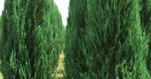 Closeup white cedar field in wind. Thuja occidentalis evergreen. 4k Ultra HD Stock Footage 77998604