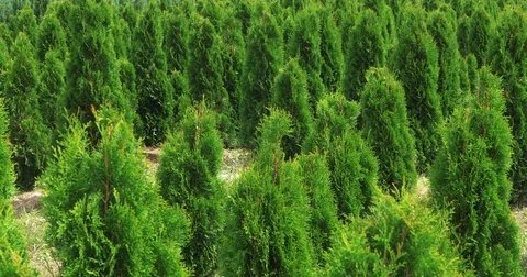 Closeup white cedar field in wind. Thuja occidentalis evergreen. 4k UHD video Stock Footage 78000421