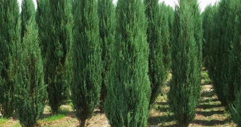 Closeup white cedar field in wind. Thuja occidentalis evergreen. 4k Ultra HD Stock Footage 78000603