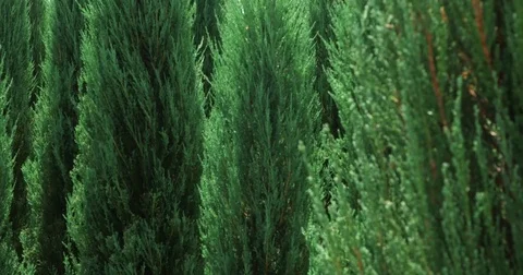 Closeup white cedar pine field in wind. Thuja occidentalis evergreen. 4k UHD Stock Footage 77998458