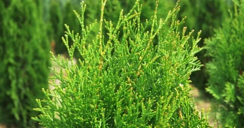 Closeup white cedar pine in wind. Thuja occidentalis evergreen. 4k UHD cinematic Stock Footage 78001169