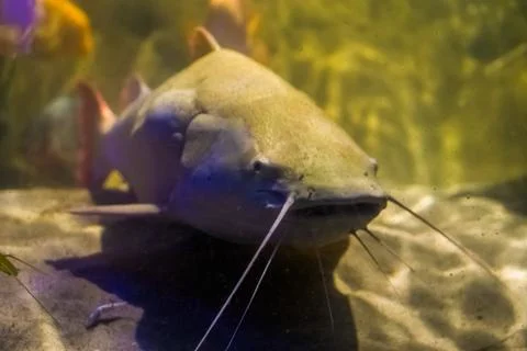Closeup of a white colored red tail catfish, big tropical fish from the amazo Stock Photos