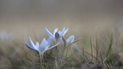 Closeup white crocus flower in a prairie Stock Footage 137738809