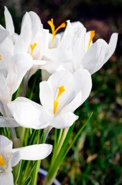 Closeup of white crocus, harbinger of spring Stock Photos