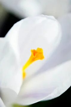 Closeup of white crocus, harbinger of spring Stock Photos
