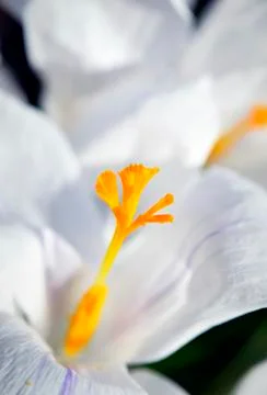 Closeup of white crocus, harbinger of spring Stock Photos