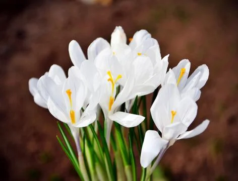 Closeup of white crocus, harbinger of spring Stock Photos