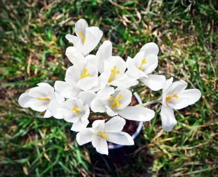 Closeup of white crocus, harbinger of spring Stock Photos