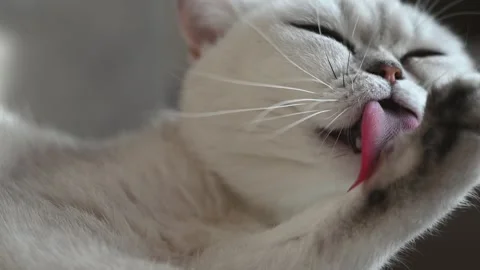 Closeup of a white cute fluffy cat lying on the couch. Stock Footage 257331924
