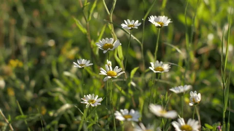 Closeup of white daisies in a field Stock Footage 233887981