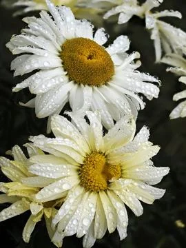 Closeup of white daisies Stock Photos