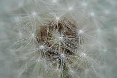 Closeup of a white dandelion Stock Photos