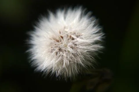 Closeup of a white dandelion Foto stock