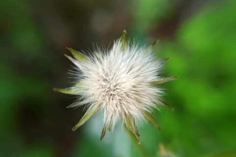 Closeup of a white dandelion Stock Photos