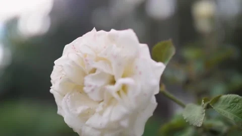 Closeup white delicate rose on natural background, shallow depth of field Video stock 303857022