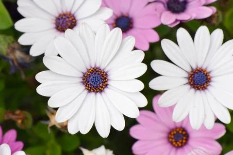 Closeup of white dimorphotheca flowers Stock Photos
