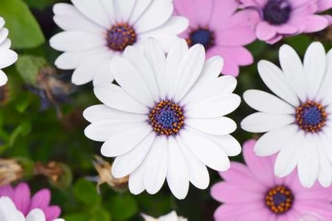 Closeup of white dimorphotheca flowers Stock Photos