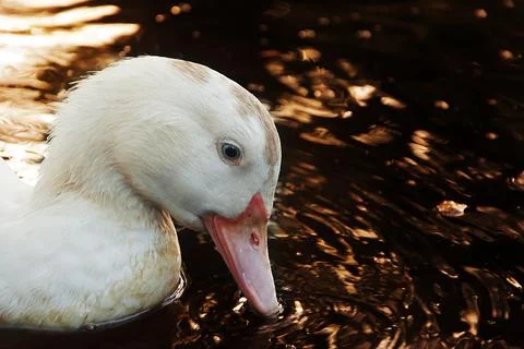 Closeup white Duck Stock Photos