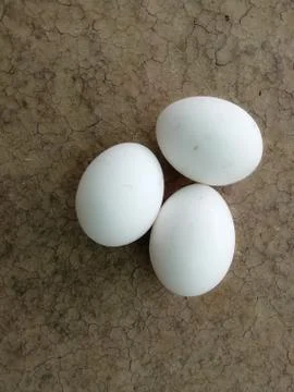 Closeup of white eggs isolated on a surface Stock Photos