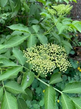 Closeup of white elder buds with selective focus on foreground Foto stock