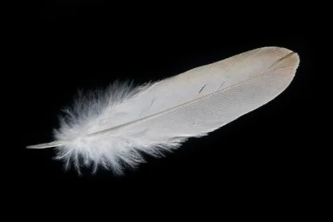 Closeup of white feather in black background Stock Photos
