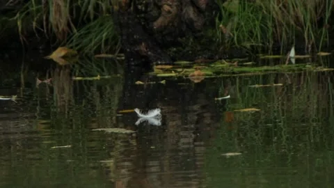 A closeup of a white feather floating on the calm surface of a river Stock Footage